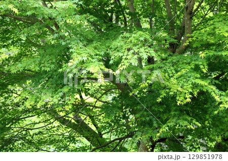 爽やか 青もみじ 爽やか 青もみじ 129851978