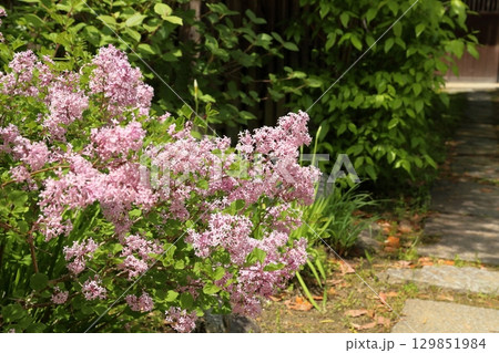 爽やか　ライラックの花 129851984