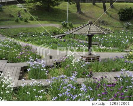 花菖蒲園（岡崎市東公園） 129852001