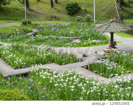 花菖蒲園(岡崎市東公園) 花菖蒲園(岡崎市東公園) 129852005