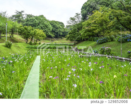 花菖蒲園（岡崎市東公園） 129852008