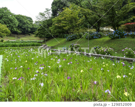 花菖蒲園（岡崎市東公園） 129852009