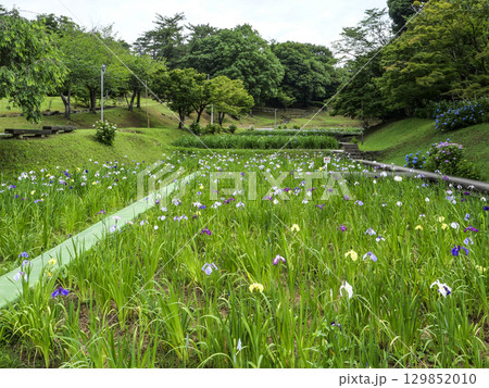 花菖蒲園（岡崎市東公園） 129852010