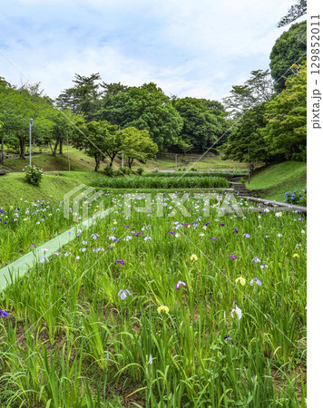 花菖蒲園（岡崎市東公園） 129852011