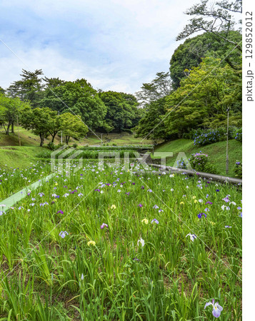 花菖蒲園（岡崎市東公園） 129852012