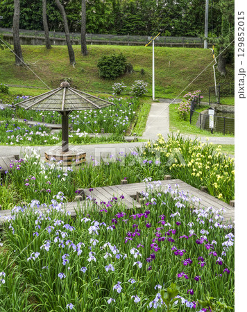 花菖蒲園（岡崎市東公園） 129852015