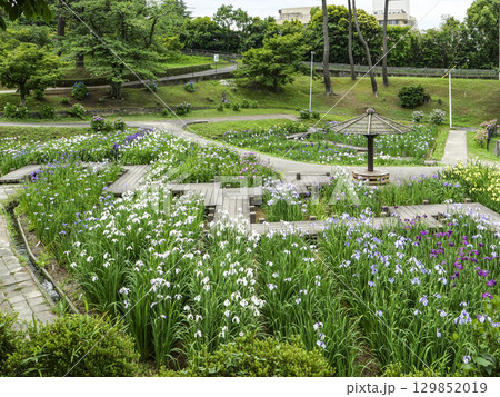花菖蒲園（岡崎市東公園） 129852019