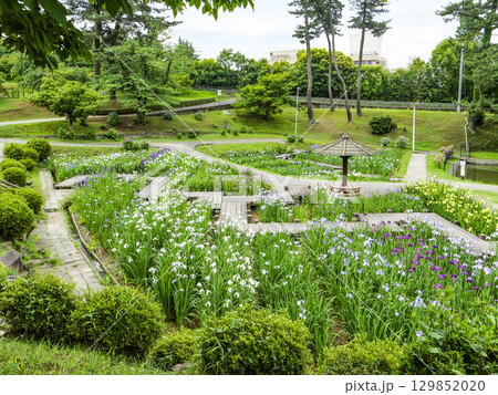 花菖蒲園（岡崎市東公園） 129852020