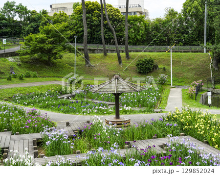 花菖蒲園(岡崎市東公園) 花菖蒲園(岡崎市東公園) 129852024