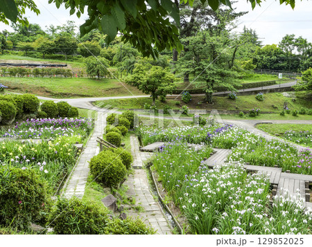 花菖蒲園（岡崎市東公園） 129852025