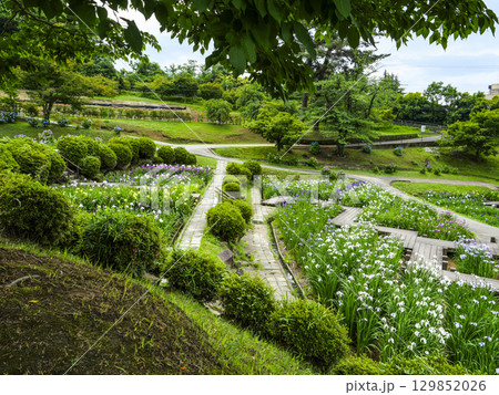 花菖蒲園(岡崎市東公園) 花菖蒲園(岡崎市東公園) 129852026