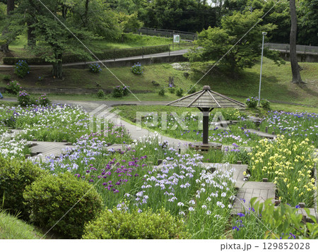 花菖蒲園（岡崎市東公園） 129852028