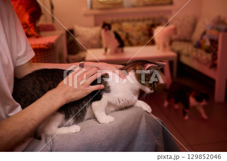 Enjoying some relaxing moments with cat massage therapy can bring great joy and comfort Enjoying some relaxing moments with cat massage therapy can bring great joy and comfort 129852046
