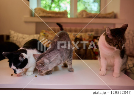 Three adorable cats are happily enjoying their meal in a cozy and charming atmosphere 129852047