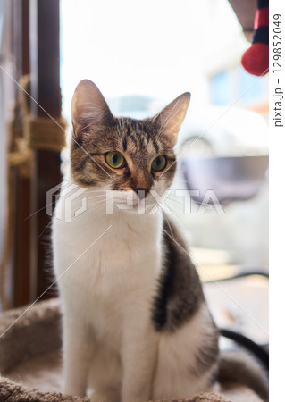 A Cute Cat lounging comfortably in a Bright and inviting Living Room filled with light A Cute Cat lounging comfortably in a Bright and inviting Living Room filled with light 129852049