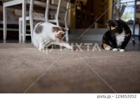 A Group of Curious Cats Joyfully Enjoying Their Delicious Treats on a Cozy, Warm Floor 129852052