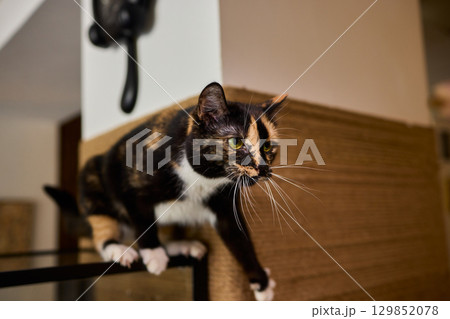 A Playful Cat with Glittering and Shimmering Whiskers Sitting Gracefully on a Shelf 129852078