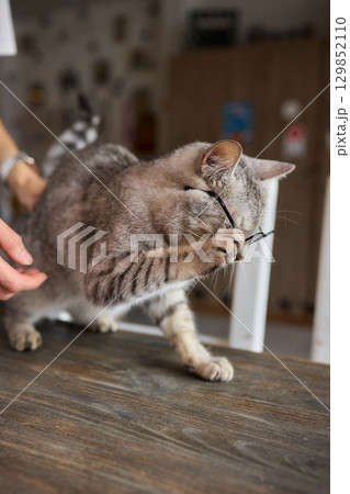 A Sweet and Fun Moment Featuring a Cat Wearing Stylish Glasses That Captivates Hearts 129852110