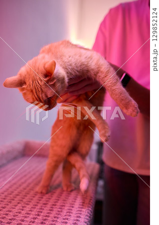 A Charming Cat, Comfortably Held in Hands, Showcasing Its Striking Eyes 129852124
