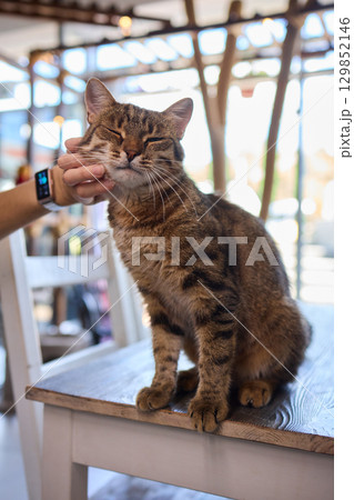 Enjoying some relaxing moments with cat massage therapy can bring great joy and comfort Enjoying some relaxing moments with cat massage therapy can bring great joy and comfort 129852146