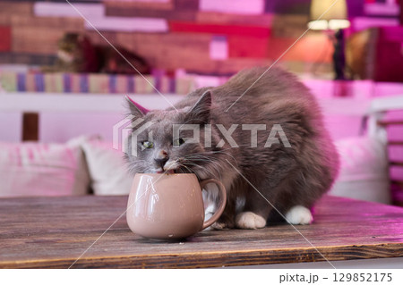 A Playful and Curious Cat Interacting with a Colorful Mug on a Beautiful Wooden Table A Playful and Curious Cat Interacting with a Colorful Mug on a Beautiful Wooden Table 129852175