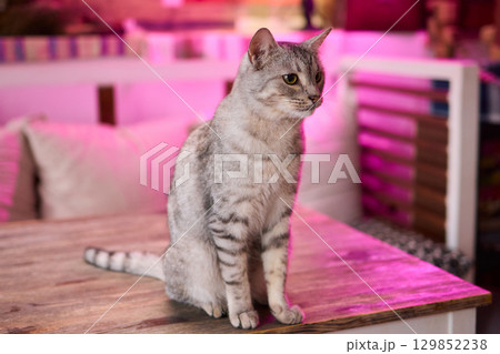 A Cute Cat lounging comfortably in a Bright and inviting Living Room filled with light 129852238