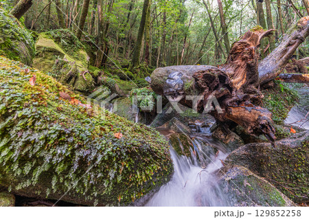 屋久島国立公園　豪快に流れる神が宿る谷(秋 129852258