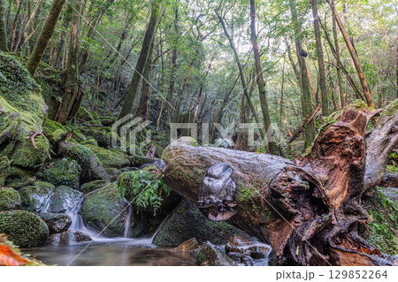 屋久島国立公園　豪快に流れる神が宿る谷(秋 129852264