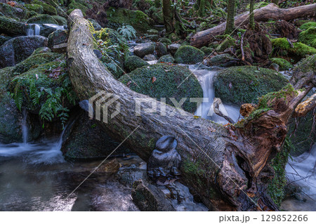 屋久島国立公園　豪快に流れる神が宿る谷(秋 129852266