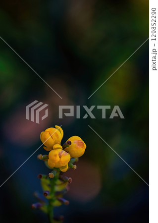 黄色いヒイラギナンテンの花 黄色いヒイラギナンテンの花 129852290