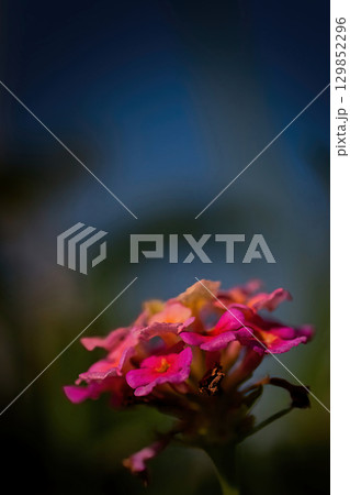 光を浴びて輝くピンクのランタナの花 129852296