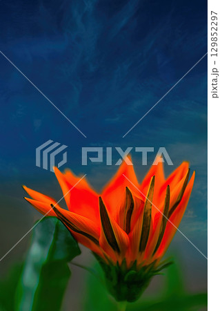 絵画のようなオレンジ色のガザニア 129852297