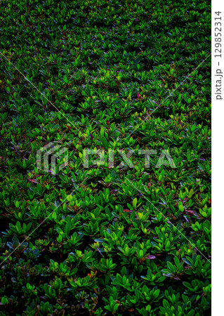 緑の苔の生えたツゲの草 129852314