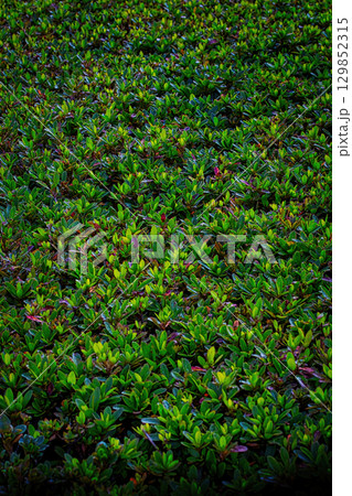 緑の苔の上に生えたツゲ 129852315