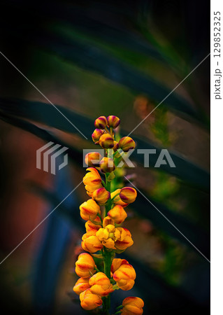 黄色いヒイラギナンテンの花 129852325