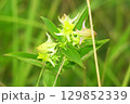タカネサギソウ 129852339