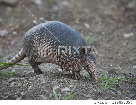 Nine-Banded Armadillo Feeds in Florida Wetland Nine-Banded Armadillo Feeds in Florida Wetland 129852359