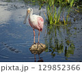 Roseate Spoonbill in Florida lake 129852366