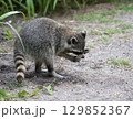 Young Raccoon Looking for Food in Florida Wetland 129852367