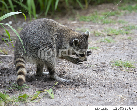 Young Raccoon Looking for Food in Florida Wetland 129852367