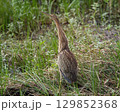 American Bittern in Florida Wetlands 129852368