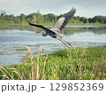 Great Blue Heron In Flight in Florida wetland 129852369