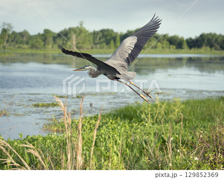 Great Blue Heron In Flight in Florida wetland Great Blue Heron In Flight in Florida wetland 129852369