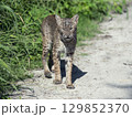 Wild Bobcat Walking in Florida Wetlands 129852370