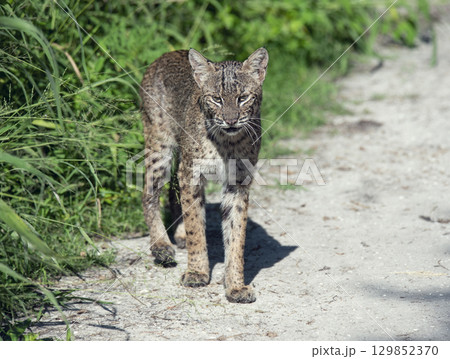 Wild Bobcat Walking in Florida Wetlands Wild Bobcat Walking in Florida Wetlands 129852370