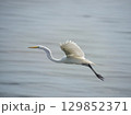Great White Egret in flight 129852371