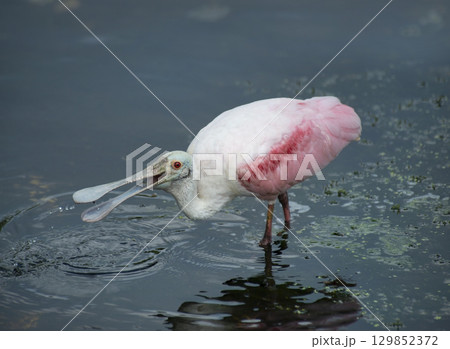 Roseate Spoonbill feeds in a lake Roseate Spoonbill feeds in a lake 129852372
