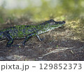 Young American Alligator in Florida Wetlands 129852373