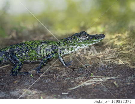 Young American Alligator in Florida Wetlands 129852373