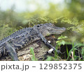 Young alligator resting on a log in Florida swamp 129852375